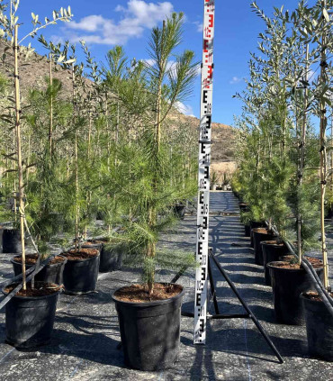 Aleppo pine (Pinus halepensis)