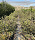 Mastic tree (Pistacia lentiscus)