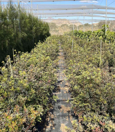 Mastic tree (Pistacia lentiscus)