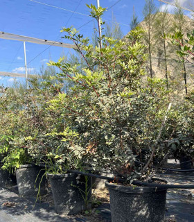 Mastic tree (Pistacia lentiscus)