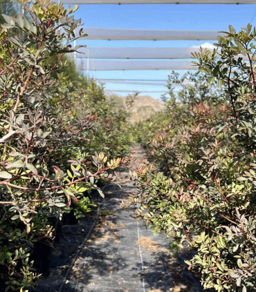 Lentisco (Pistacia lentiscus)