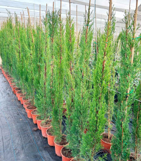 Ciprés común. (Cupressus sempervirens) Piramidal
