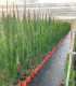 Common cypress. (Cupressus sempervirens) Pyramidal