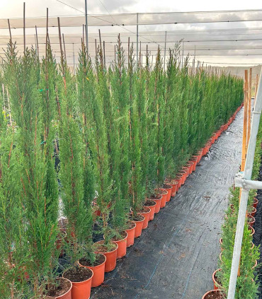 Ciprés común. (Cupressus sempervirens) Piramidal