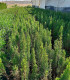 Ciprés común. (Cupressus sempervirens) Piramidal