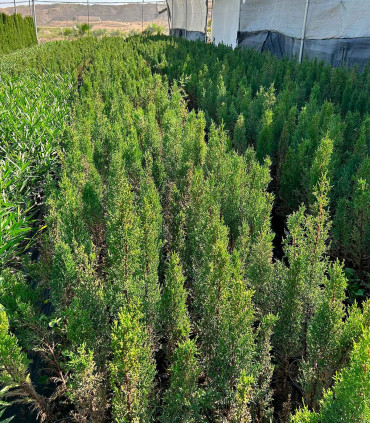 Ciprés común. (Cupressus sempervirens) Piramidal