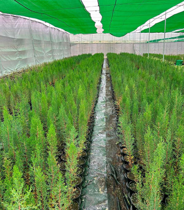 Ciprés común. (Cupressus sempervirens) Piramidal