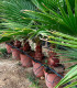 Washingtonia Robusta 1 Trunk