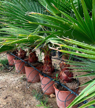 Washingtonia Robusta 1 Trunk
