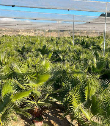 Washingtonia Robusta 2 Trunks