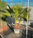 Washingtonia Robusta 2 Troncos