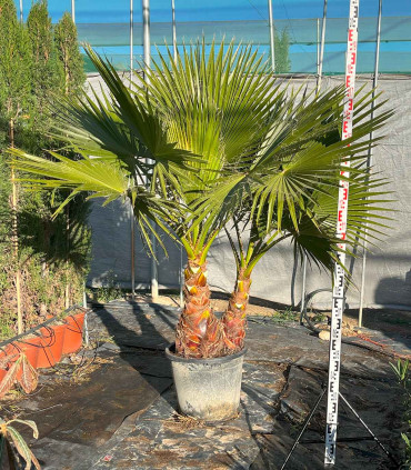 Washingtonia Robusta 2 Troncos