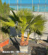 Washingtonia Robusta 2 Troncos