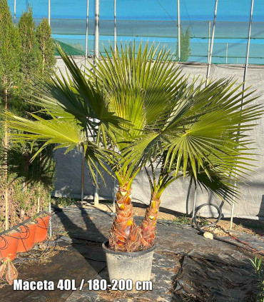 Washingtonia Robusta 2 Trunks