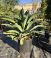 Agave desmetiana