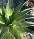 Agave desmetiana