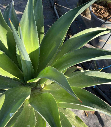 Agave desmetiana