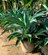 Agave desmetiana