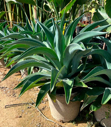 Agave desmetiana
