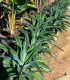 Agave desmetiana