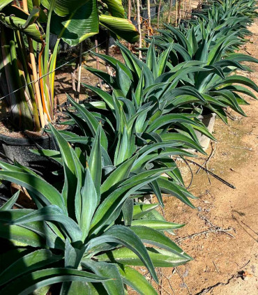 Agave desmetiana