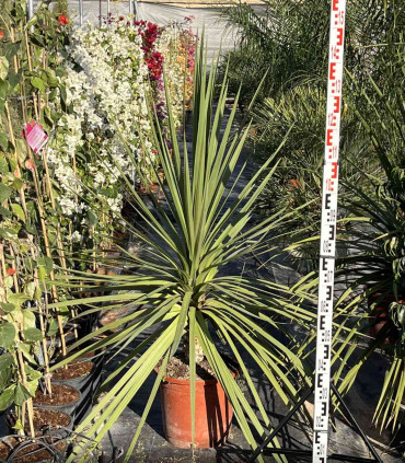 Dracena indivisa (Cordyline indivisa)