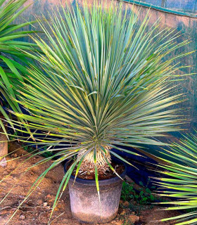 Yucca rostrata (Yuca rostrata)