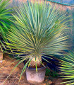 Yucca rostrata (Yuca rostrata)