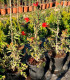 Callistemon Leave