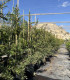 Callistemon or "Bottle Cleaner" variety Captain Cook