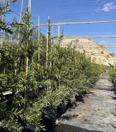 Callistemon or "Bottle Cleaner" variety Captain Cook