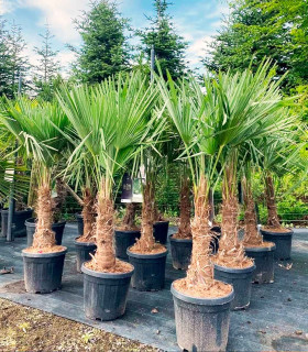 Trachycarpus fortunei
