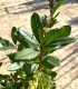 Strawberry tree (Arbutus unedo)