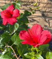Hibiscus rosa-sinensis