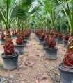 Washingtonia Robusta 1 Tronco