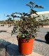 Lentisco (Pistacia lentiscus)
