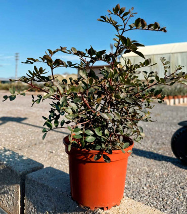 Lentisco (Pistacia lentiscus)