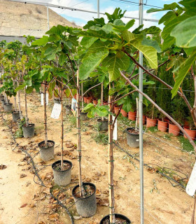 Higuera