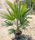 Trachycarpus fortunei