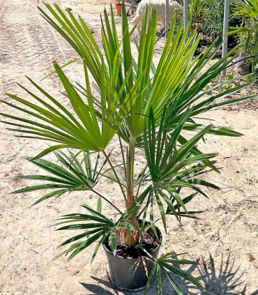 Trachycarpus fortunei