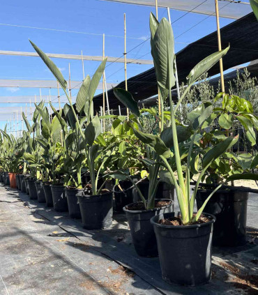 Strelitzia Reginae "Ave del Paraíso"