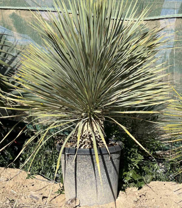 Yucca rostrata (Yuca rostrata)