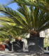 Cycas revoluta