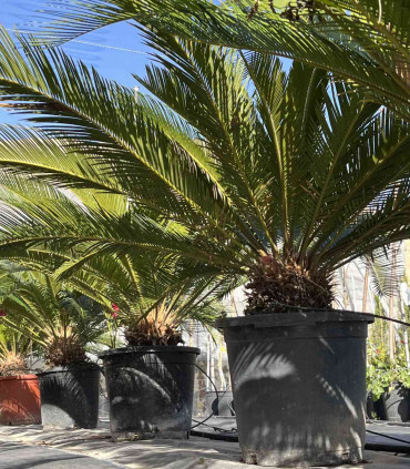 Cycas revoluta