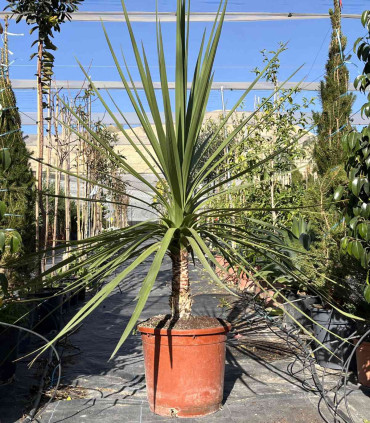 Dracena indivisa (Cordyline indivisa)