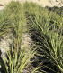 Dracena indivisa (Cordyline indivisa)