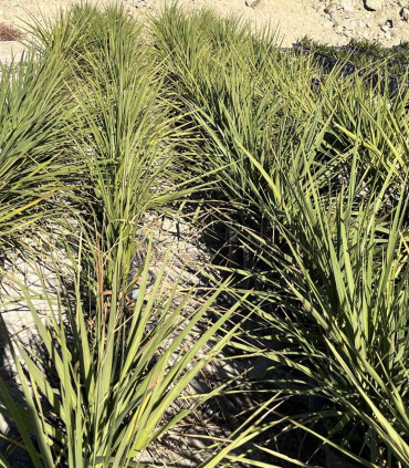 Dracena indivisa (Cordyline indivisa)