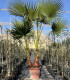 Washingtonia Robusta 2 Troncos