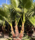 Washingtonia Robusta 3 Trunks