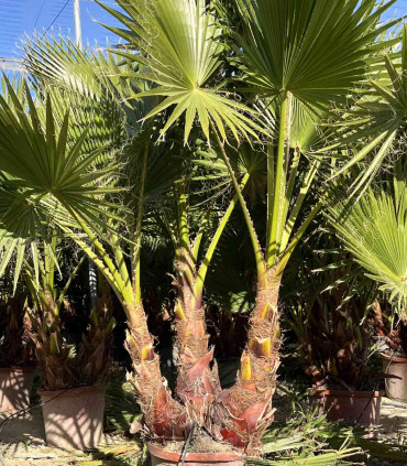 Washingtonia Robusta 3 Troncos